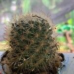 Echinocereus dasyacanthus Лист