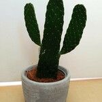Consolea rubescens Hoja