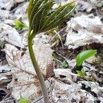 Cardamine heptaphylla List