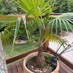 Coccothrinax barbadensis Otro