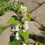 Lamium moschatum Ліст