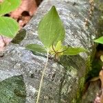 Medeola virginiana Cvet