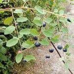 Phyllanthus reticulatus Fruit