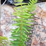 Blechnum australe Лист