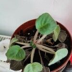 Saintpaulia ionantha Hoja
