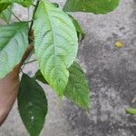 Acalypha diversifolia Lehti