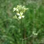 Sisymbrium orientale Blomst