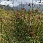 Juncus effususList