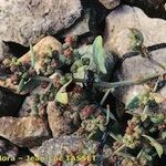 Atriplex glabriuscula その他の提案