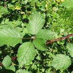 Rubus bifrons Foglia