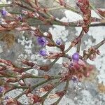 Limonium humile Leaf