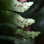 Hymenasplenium unilaterale Leaf