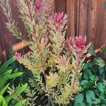 Leucadendron salignum Blad