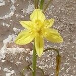 Bulbine bulbosa Çiçek