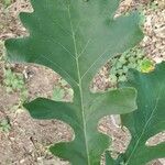 Quercus macrocarpa 葉