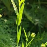 Linum bienne Feuille