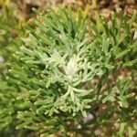 Artemisia alba Likasa