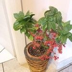 Ardisia crenata Плод