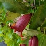 Bignonia capreolata 花