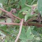 Humulus scandens Bark