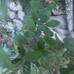 Euphorbia milii Folio