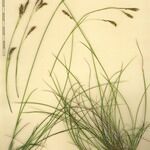 Carex brachystachys 其他