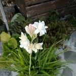 Polianthes tuberosa Flor