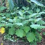 Solanum hirtum Hàbitat