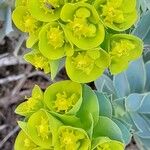 Euphorbia myrsinites Blomst