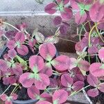 Oxalis purpurea Frunză