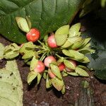 Sabicea calycina Fruto