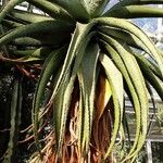 Aloe marlothii Yaprak