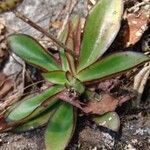 Echeveria semivestitaBlad