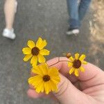 Coreopsis leavenworthiiЦвят