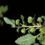 Nothofagus alpina Blüte