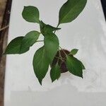 Capsicum frutescens Лист