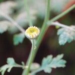 Tanacetum parthenium Blüte