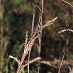 Paspalum urvillei Frukto