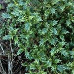 Osmanthus heterophyllus عادت داشتن