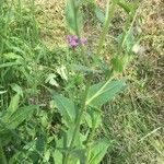 Hesperis matronalis পাতা