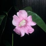 Cydista aequinoctialis Flower