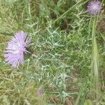 Galactites tomentosusফুল