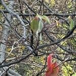 Sassafras albidum Leaf