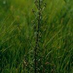 Pedicularis palustris ശീലം