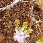 Melaleuca dawsonii Otro