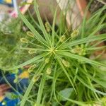 Cyperus alopecuroides Levél