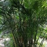 Chamaedorea costaricana Квітка