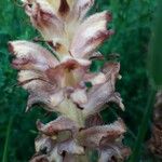 Orobanche rapum-genistae Flor