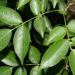 Rourea glabra Hoja