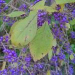 Callicarpa americana Hoja